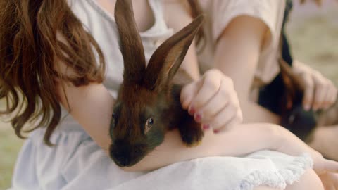 Formerly This Rabbit Animal Is A Wild Animal. And Now Become a Pet.