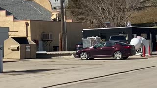 Canine Car Surfing