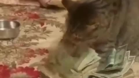 Funny cat videos 😻😻😻