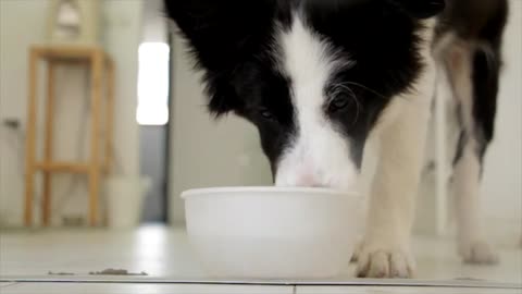 Dog drinking pet milk.