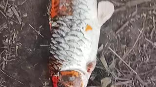 Giant koi Carp