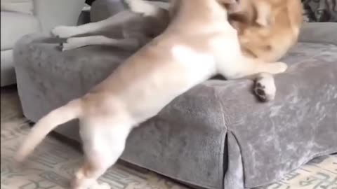 Dog fight on room