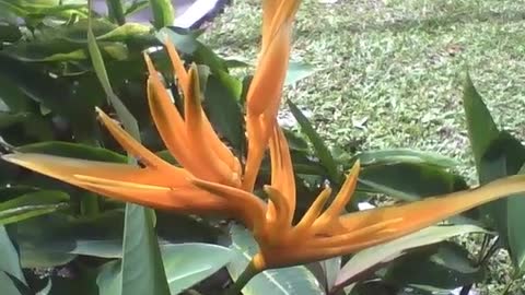 Planta helicônia papagaio laranja no parque, diferente e muito bonita! [Nature & Animals]