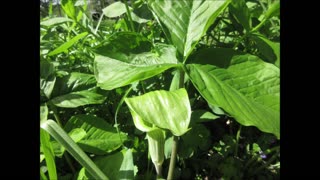 Patterns Jack In The Pulpit May 2022