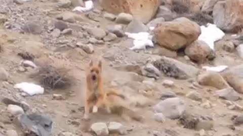 Dog vs. Snow Leopard _Fight for Carcass_ Who Will Win_ EpicNature.