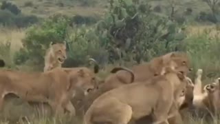 Group of female Lions Fight male lion#shorts #wildlife