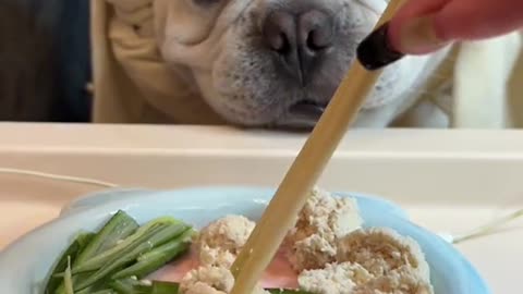 Canine Culinary Adventure: Our Dog Tries Chinese Cuisine