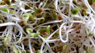 How to make healthy spring mix sprouting at home