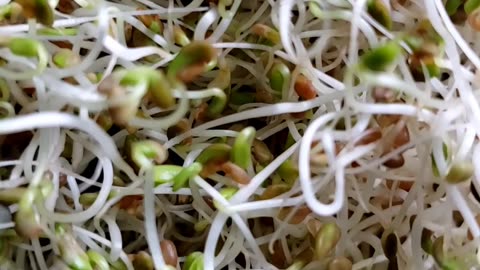 How to make healthy spring mix sprouting at home