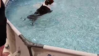 Boston Terrier having having a blast in his indoor pool.