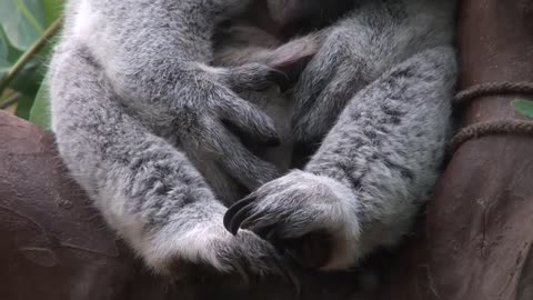 Baby koala Oobi-Ooobi uit buidel Guwara