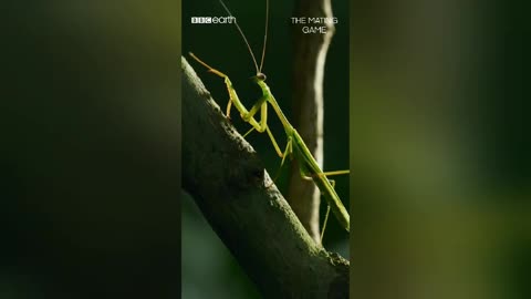 This mating mantis is headless