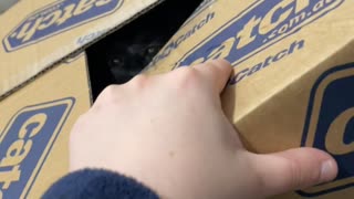 Cat Defends Box From Owner's Evil Hand