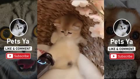 CuteCats And Funny kittens videos Compilation - Funny Cute Pets & Animal 💗 #16 - Pets Ya 💗