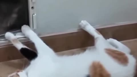 Cat's reaction