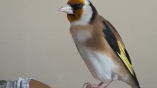 Wonderful Gold Finch bird