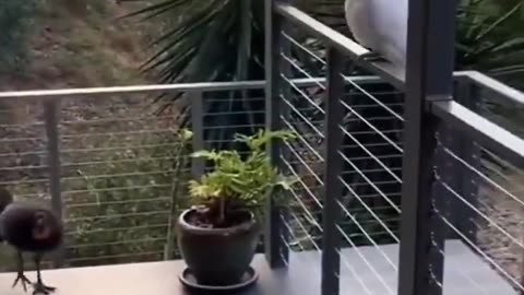 Man rescues a bird and then receives a surprise.