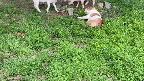 Bulldog Plays Dead in Front of Goats