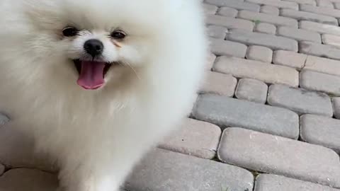 Cute dog best funny moment