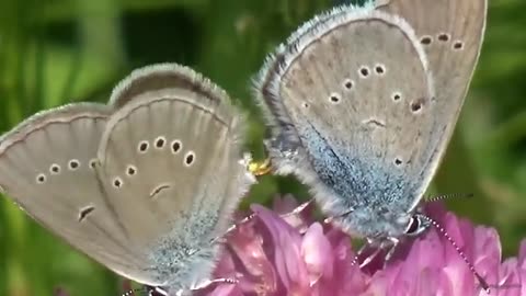 Beautiful_butterfly_mating_moment_-_animal_video