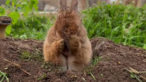 Rabbit Grooming: See This Fluffy Bunny Wash Its Face!