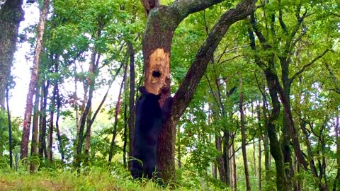 A bear in the Russian far east extracts hunny from a tree