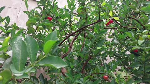 ACEROLA PRODUZINDO