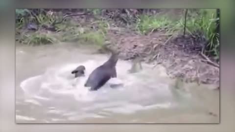 35 Times Animals Messed With The Wrong Opponent !!!!