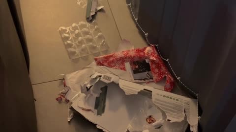 Naughty Dog Eats Christmas Presents Left on Dining Table