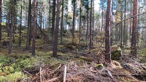 A Walk Through A Swedish Forest