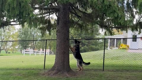 Squirrel And Dog Play Ring Around The Rosie