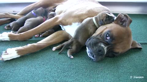 Boxer's Three-Day-Old Puppies