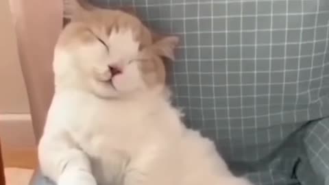 Amazing Funny Cats