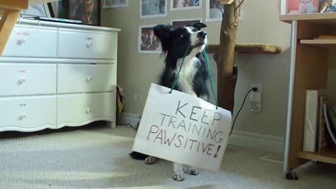 The Border Collie Performs Amazing Dog Tricks