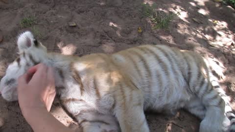 Tiger cub can't resist a scratch under the chin