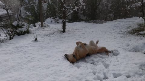 Dog lying down in the snow