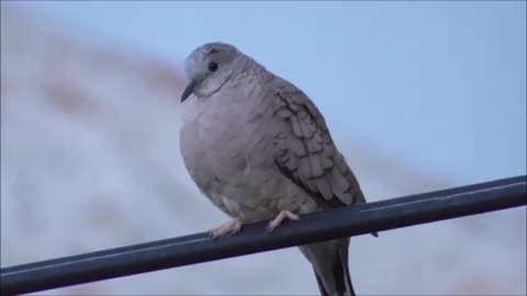 Ave tórtola Streptopelia de México