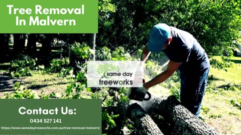 Swift and Reliable Tree Removal in Malvern: Trusted Arborists