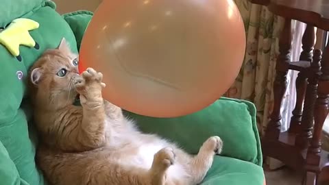 Cat Playing with Balloon