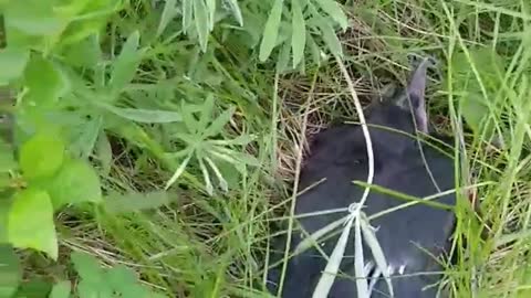 Baby Crow Scares Two Golden Retrievers