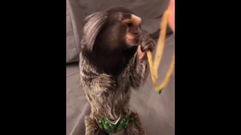 FINGER MONKEY Cute and Funny Video Of Common Marmoset Monkey