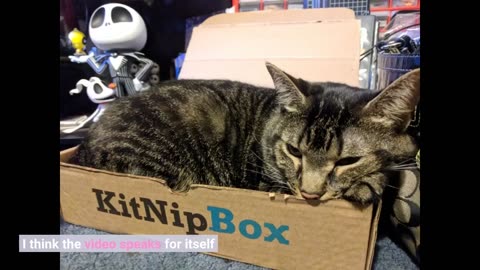 KitNipBox | Multi-#Cat Box | Monthly #Cat Subscription-Overview