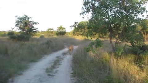 #Lionattack #Wildattack #Lions #Safari #Attack #SouthAfrica #Zimbabwe