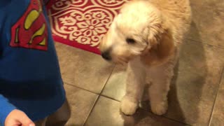 Cute Toddler Practices Dog Tricks With His Puppy