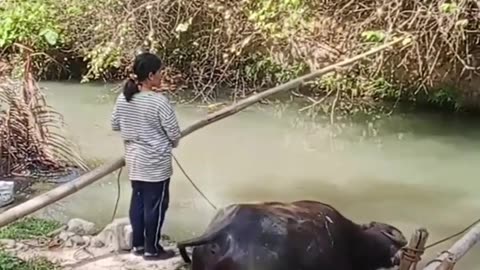 Carabao Care Guide in Under A Minute