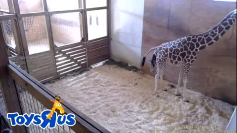 VIDEO REPLAY_ April the Giraffe gives birth to calf