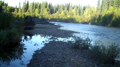 Metal detecting the upper branch of the chena river in Alaska