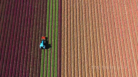 Tulips From Above - Aerial view of beautiful flower fields in the Netherlands