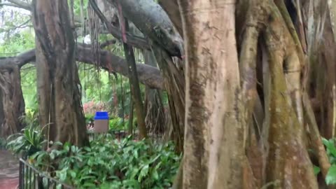 Visiting the FAMOUS Gigantic Banyan Tree - Legoland Florida