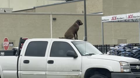 Good Boy Waits for Owner From Top of Truck